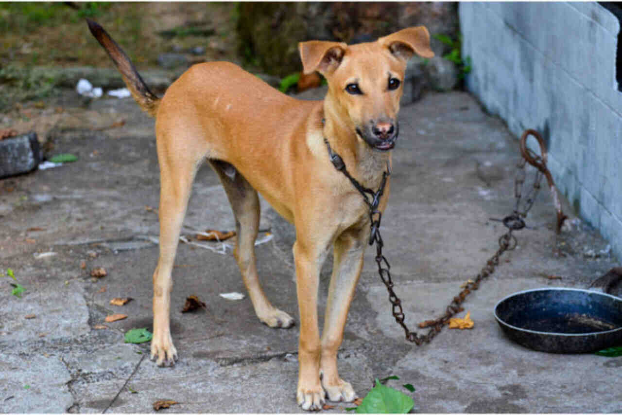 Multa de até R$ 10 mil para maus-tratos a animais avança em Santa Catarina